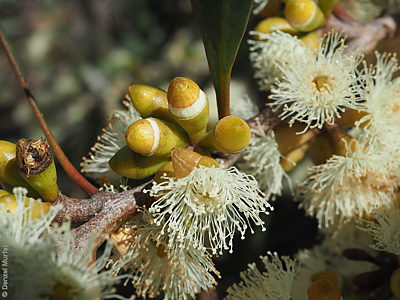 Eucalyptus odorata f Denzel Murfet Currency Creek